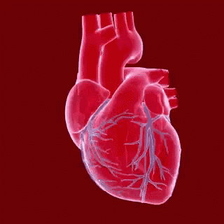 Heart Beating Love GIF