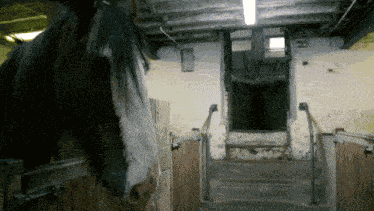 Heavy Horse Douglas GIF