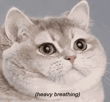 Heavybreathing Cat GIF