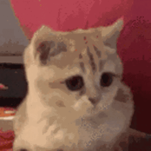 Heck Yeah GIF