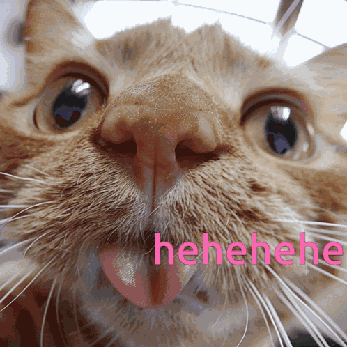 Hehehe Kitty GIF