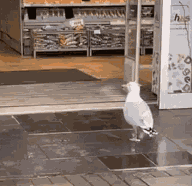 Heiiomotto Bird Walking In Store GIF