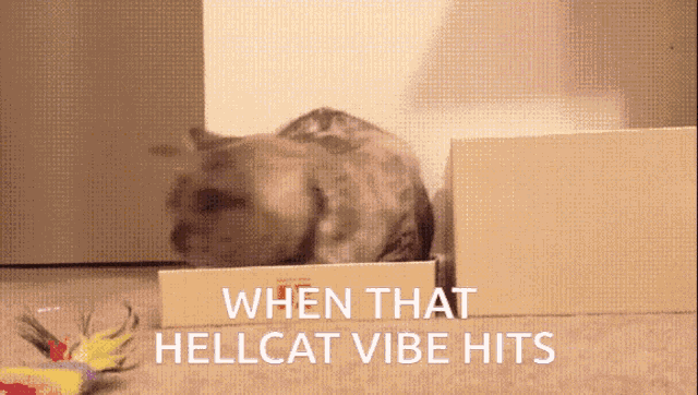 Hellcat GIF