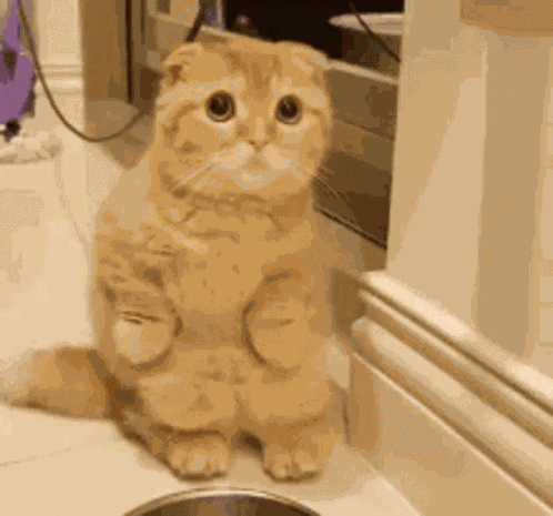 Hello Cat GIF
