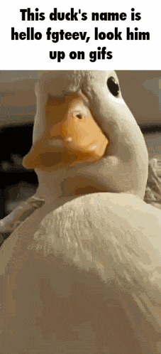 Hello Fgteev Duck GIF