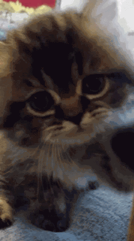 Hello Hi GIF