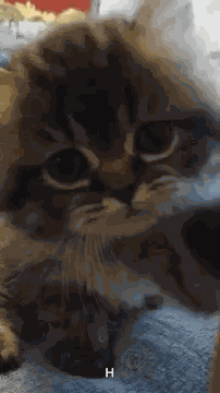 Hello Hi GIF