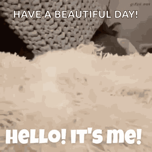Hello Its GIF