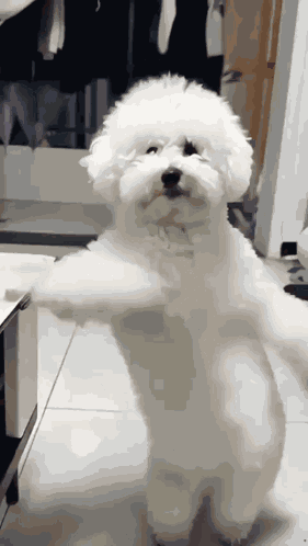 Hello GIF