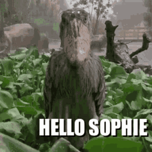 Hello Sophie GIF