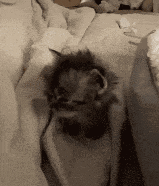 Hellooo Cat GIF