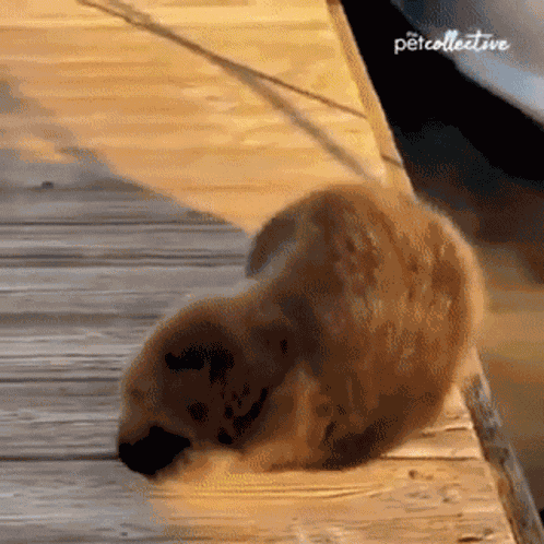 Help Me Ill Save You GIF