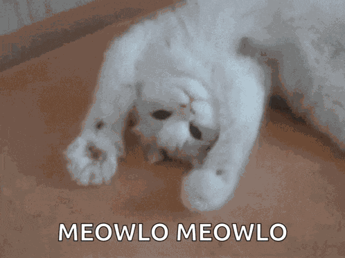 Hey Cat GIF