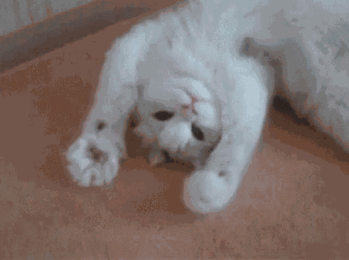 Hey Cat GIF