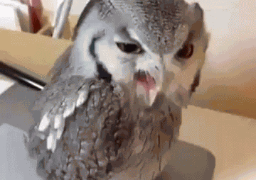 Hey! GIF