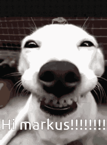 Hi Hello GIF