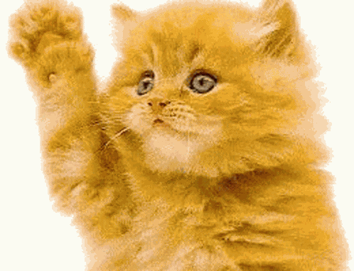 Hi There Cat GIF