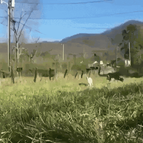 Hi GIF