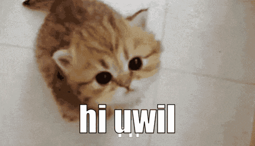 Hi Uwil GIF