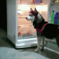 Hiding GIF