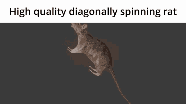 High Quality Diagonally Spinning Rat Rat GIF