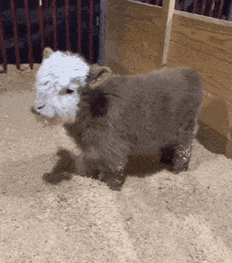 Highland Cow Highland Calf GIF