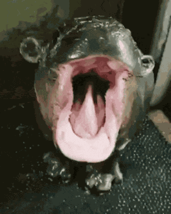 Hippo Hippopotamus GIF