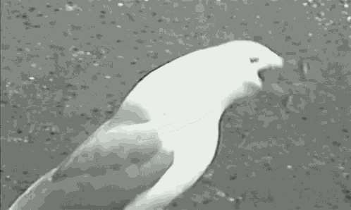 Hoe Bird GIF