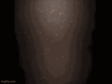 Hog Head Reaction GIF
