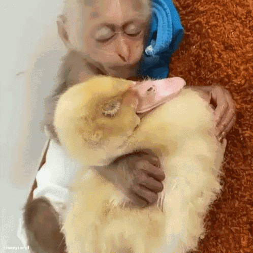 Honeycardi Monkey GIF