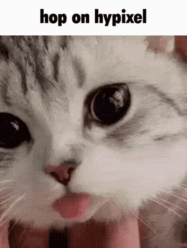 Hop On Hypixel Cat GIF
