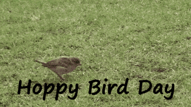 Hoppy Bird Day Hoppy Bird GIF
