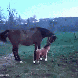 Horse Animals GIF