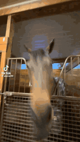 Horse GIF