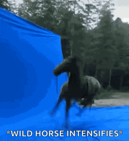 Horse Cavalo GIF