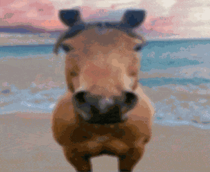 Horse Horse Lmao Meme GIF