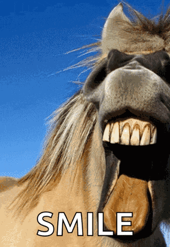 Horse Horse Smile GIF