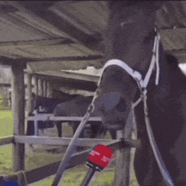 Horse Interview GIF