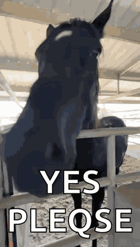 Horse Nodding GIF