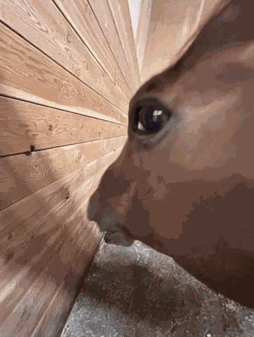 Horse Side Eye Horse Side Eye Reaction GIF