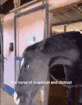 Horse Suspicion GIF