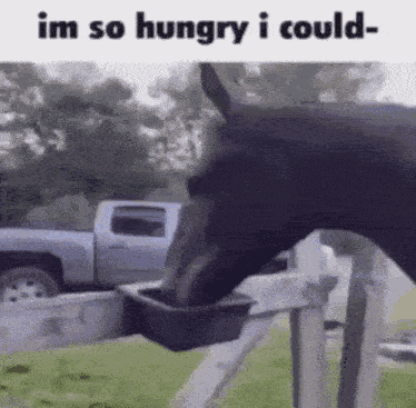 Horse GIF