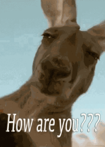How Are You How Are Ya GIF