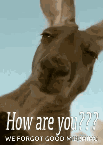 Howareyou Kangaroo GIF
