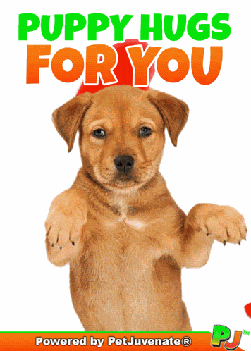 Hugs A You Did What Funny Dog Gif Boop Bork Blep Boof And Hound Dog GIF