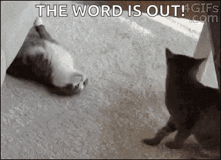 Hugs Cats GIF