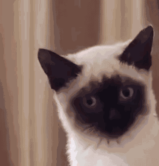 Huh Cat Cat Stare GIF
