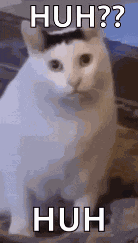 Huh Cat Huh M4rtin GIF