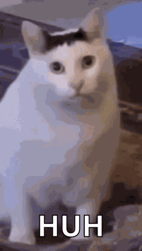Huh Cat Huh M4rtin GIF