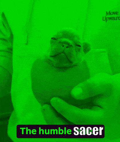 Humble Lemon Pibble GIF